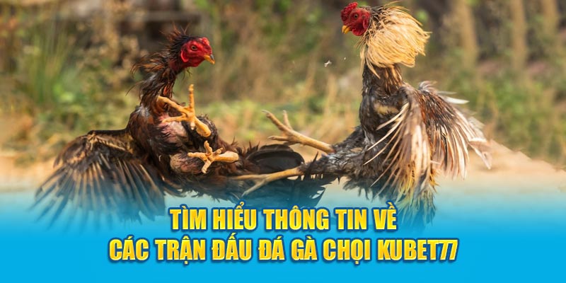 Các Trận Đấu Đá Gà Chọi Kubet77 - Tìm Hiểu Thông Tin