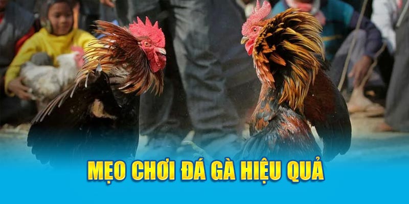 Mẹo chơi đá gà hiệu quả