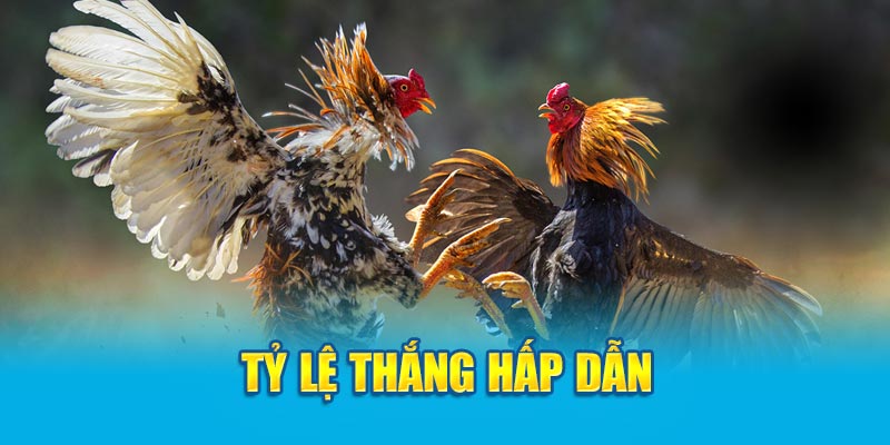 Tỷ lệ thắng hấp dẫn