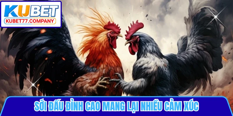 Sới đấu đỉnh cao mang lại nhiều cảm xúc